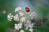 Seven-spotted ladybug (Coccinella septempunctata) on ombelliferae, Lorraine, France