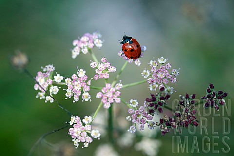 Sevenspotted_ladybug_Coccinella_septempunctata_on_ombelliferae_Lorraine_France