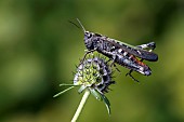 Woodland grasshopper (Omocestus rufipes) on flower, Lorraine, France