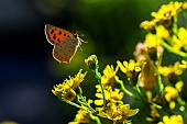 American copper (Lycaena phlaeas) in flight over a Common Ragwort (Jacobaea vulgaris), Lorraine, France