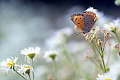 American copper (Lycaena phlaeas) on flowers, Plateau de Bouxières aux Dames, Lorraine, France