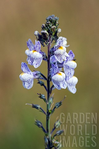 Pale_Toadflax_flower_Linaria_repens_near_the_Rainkopf_Vosges_France