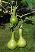 Bottle gourd (Lagenaria siceraria) native to Africa, Jean-Marie Pelt Botanical Garden, Nancy, Lorraine, France