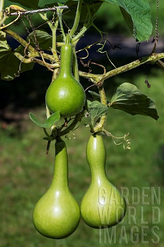 Bottle_gourd_Lagenaria_siceraria_native_to_Africa_JeanMarie_Pelt_Botanical_Garden_Nancy_Lorraine_Fra