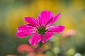 Flower of Cosmos(Cosmos bipinnatus) native to Mexico, Jean-Marie Pelt Botanical Garden, Nancy, Lorraine, France