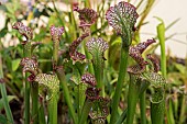 Hybrid Pitcherplant (Sarracenia x moorei), Jardin botanique Jean-Marie Pelt botanical garden , Nancy, Lorraine, France