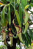 Nepenthes (Nepenthes sp) urn trap, Jean-Marie Pelt Botanical Garden, Nancy, Lorraine, France