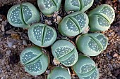 Pebble plant (Lithops pseudotruncatella) native to South Africa, Jean-Marie Pelt Botanical Garden, Nancy, Lorraine, France