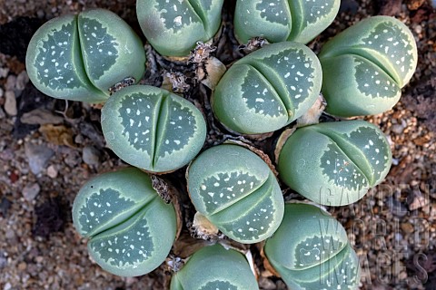 Pebble_plant_Lithops_pseudotruncatella_native_to_South_Africa_JeanMarie_Pelt_Botanical_Garden_Nancy_