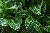 Leaves of Zebra Plant (Goeppertia zebrina) native to Brazil, Jean-Marie Pelt Botanical Garden, Nancy, Lorraine, France