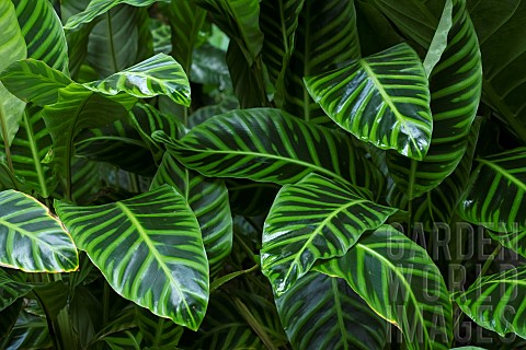 Leaves_of_Zebra_Plant_Goeppertia_zebrina_native_to_Brazil_JeanMarie_Pelt_Botanical_Garden_Nancy_Lorr