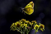 Bergers clouded yellow (Colias alfacariensis) in flight, Bouxières aux Dames plateau, Lorraine, France