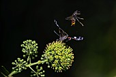 Asian or Yellow-legged Hornet (Vespa velutina), failed flight attack by a Vulcan butterfly, on climbing ivy, Jean-Marie Pelt Botanical Garden, Nancy, Lorraine, France
