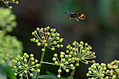 Asian predatory Hornet (Vespa velutina) in flight above climbing ivy, Jean-Marie Pelt Botanical Garden, Nancy, Lorraine, France