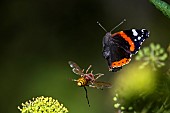 Asian or Yellow-legged Hornet (Vespa velutina), failed flight attack by a Vulcan butterfly, on climbing ivy, Jean-Marie Pelt Botanical Garden, Nancy, Lorraine, France