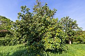 Dicksons koda tree, Ehretia dicksonii, tree