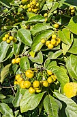 Dicksons koda tree, Ehretia dicksonii, fruits