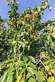 Dicksons koda tree, Ehretia dicksonii, fruits