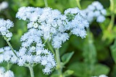 Blue Mink, Ageratum houstonianum, Mexico White, flowers