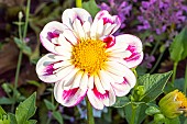 Dahlia Bumble Rumble, flower