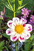 Dahlia Bumble Rumble, flower