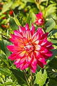 Dahlia Silver Falls, flower
