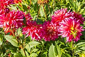 Dahlia Silver Falls, flowers