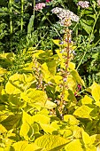 Solenostemon scutellarioides Lime Delight, Premium Sun Lime Delight Coleus, flowers
