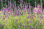 Baby sage, Salvia microphylla Nachtvlinder, flowers