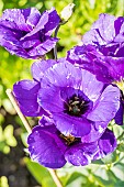 Texas Bluebell, Eustoma grandiflorum Double Echo Blue, flowers