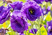 Texas Bluebell, Eustoma grandiflorum Double Echo Blue, flowers
