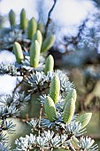 Doedar Cedar, Cedrus deodara Aurea, cones