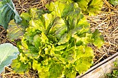 Lettuce Batavia Canasta
