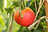 Tomato Rose de Berne