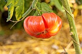 Tomato Côtelée Potiron Écarlate organic