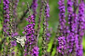 Old World Swallowtail (Papilio machaon) on Purple loosestrife (Lythrum salicaria), Jardin des plantes in front of the Muséum national dhistoire naturelle, Paris, France