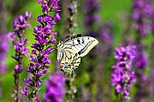 Old World Swallowtail (Papilio machaon) on Purple loosestrife (Lythrum salicaria), Jardin des plantes in front of the Muséum national dhistoire naturelle, Paris, France