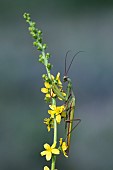 Praying mantis (Mantis religiosa) male on Agrimony (Agrimonia eupatoria), Lorraine, France