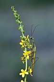 Praying mantis (Mantis religiosa) male on Agrimony (Agrimonia eupatoria), Lorraine, France