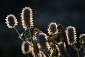 Praying mantis (Mantis religiosa) facing its prey: a fly, Lorraine, France