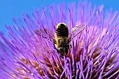 Patchwork leaf-cutter bee (Megachile centuncularis) on Wild artichoke (Cynara cardunculus), jardin des plantes in front of the Muséum national dhistoire naturelle, Paris, France