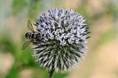 Patchwork leaf-cutter bee (Megachile centuncularis) on Great Globethistle (Echinops sphaerocephalus), jardin des plantes in front of the Muséum national dhistoire naturelle, Paris, France