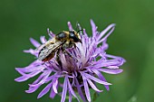 Patchwork leaf-cutter bee (Megachile centuncularis) on Knapweed (Centaurea sp), jardin des plantes in front of the Muséum national dhistoire naturelle, Paris, France