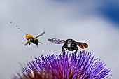 Leafcutter bee urinating in flight, Patchwork leaf-cutter bee (Megachile centuncularis) and Carpenter Bee (Xylocopa violacea) on flower, Jardin des Plantes in front of the Muséum National dHistoire Naturelle, Paris, France