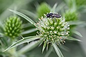 Cuckoo bee (Coelioxys sp) on flower, jardin des plantes in front of the Muséum national dhistoire naturelle, Paris, France