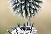 Stelis (Stelis punctulatissima), Megachilid parasite of Anthidia (Anthidium manicatum), on Great Globethistle (Echinops sphaerocephalus), jardin des plantes in front of the Muséum national dhistoire naturelle, Paris, France