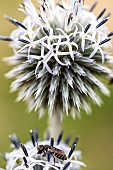 Stelis (Stelis punctulatissima), Megachilid parasite of Anthidia (Anthidium manicatum), on Great Globethistle (Echinops sphaerocephalus), jardin des plantes in front of the Muséum national dhistoire naturelle, Paris, France