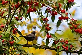 Blackbird (Turdus merula) male eating berries in autumn, domaine du Charmois park, vandoeuvre-les-nancy, Lorraine, France