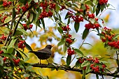 Blackbird (Turdus merula) male eating berries in autumn, domaine du Charmois park, vandoeuvre-les-nancy, Lorraine, France