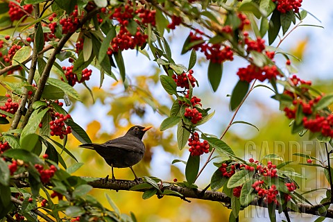 Blackbird_Turdus_merula_male_eating_berries_in_autumn_domaine_du_Charmois_park_vandoeuvrelesnancy_Lo